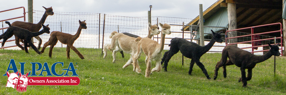 AlpacaGram 4.76